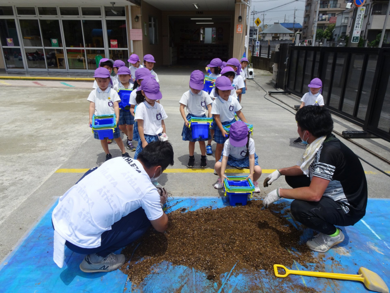 アサガオ鉢植え 川口さかえ幼稚園 埼玉県青川口市の幼稚園 アサガオ鉢植え 川口さかえ幼稚園 埼玉県青川口市の幼稚園